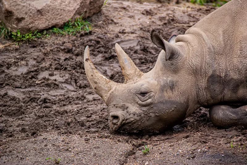 Stuck In The Mud Stuck In The Mud